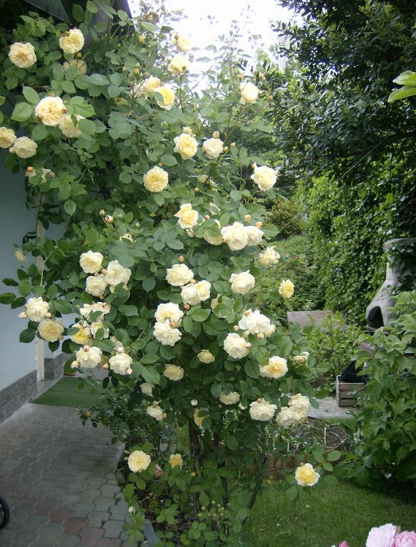 Il Giardino Delle Farfalle Valgioie Eksteriør bilde